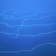 Ilustración para el artículo titulado ¿Qué es esta impresionante criatura que apareció en las aguas de Australia?